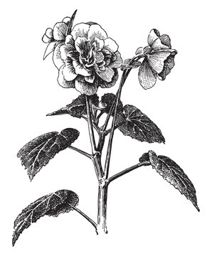 black and white begonia botanical drawing clip art preview