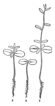 seedlings growing, black and white sketch clip art preview