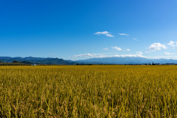 山形の田園風景