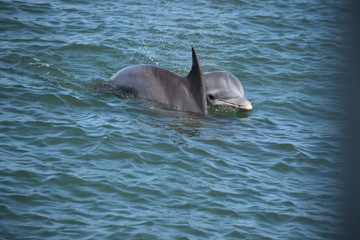 dolphin in the water