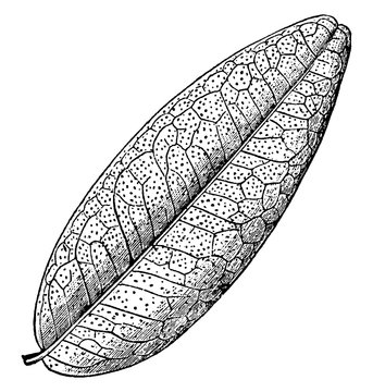 Pilocarpus Leaf vintage illustration.