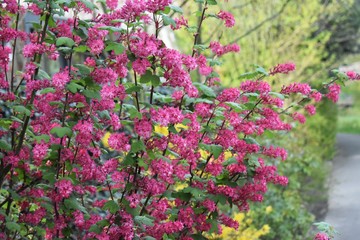 The flowering currant, redflower currant, or red-flowering currant, is a North American species of flowering plant in the family Grossulariaceae.
