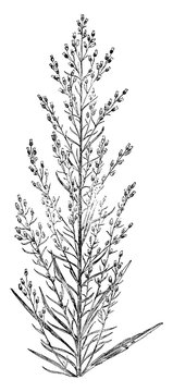 Horseweed vintage illustration.