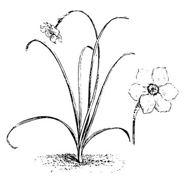 black and white daffodil botanical drawing clip art preview