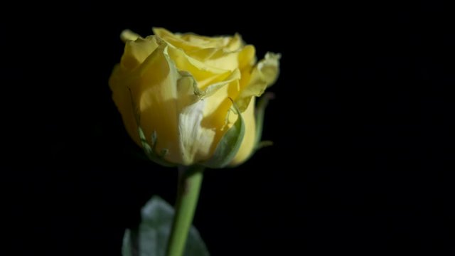 Rose in movement. Fresh yellow rose on a black background.