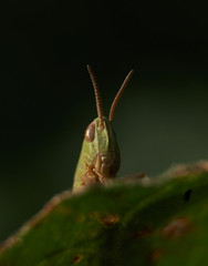 Grashüpfer Portrait