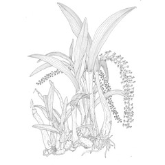 Zeichnung einer Orchidee, Liparis viridiflora