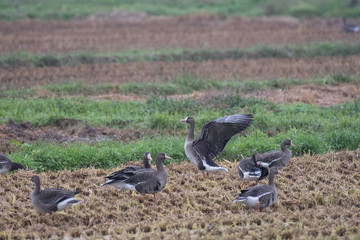 White-fronted goose flapping in Izunuma, Miyagi prefecture, Japan