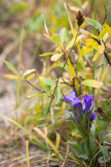 Purple Beauty