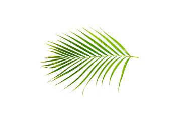 Fototapeta premium green leaf of palm tree on white background