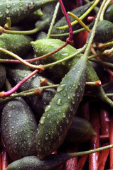 Cucunci ft7107_5089 Capperi