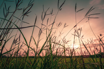 Bokeh drops of dew on the top of the grass against the morning sun With a rice field as a backdrop.soft focus.