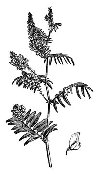 Flower Stem and Detached Single Flower of Galega Orientalis vintage illustration.