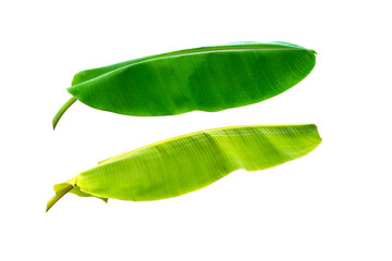 Green Banana leaves  isolated on white background