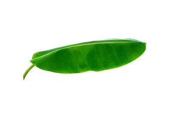 Fototapeta na wymiar Green Banana leaves isolated on white background