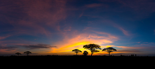 Panorama silhouette tree in africa with sunset.Tree silhouetted against a setting sun.Dark tree on...