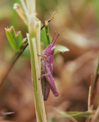 Pinke Heuschrecke 