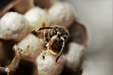 Sächsische Wespe im Nest