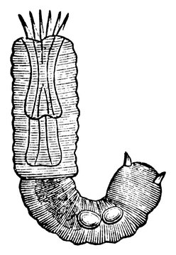 Gordian Worm, vintage illustration.