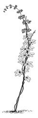 Lygodium Palmatum vintage illustration.