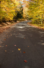 Obraz premium Autumn colours on the country roads in Muskoka