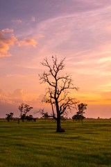 Naklejka premium Beautiful sunset on rice field.Tropical farm rice sunset. Sunset on the field.