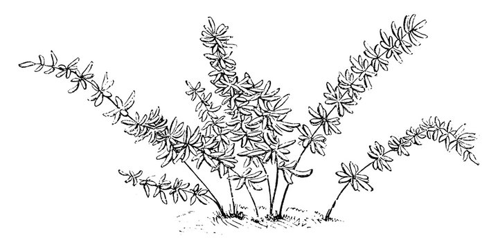 Pellaea Brachyptera vintage illustration.