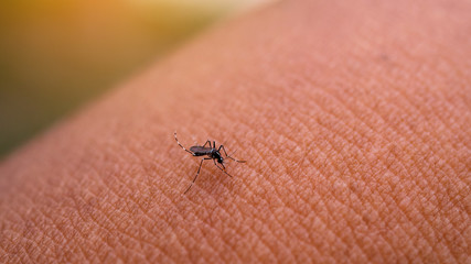 Aedes aegypti Mosquitoe bite and feeding blood on wrinkle skin.Aedes mosquitoes bring dengue disease.Mosquitoe sucking blood.photo by select focus.