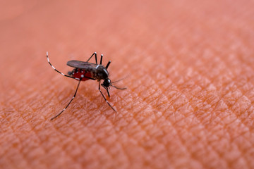 Aedes aegypti Mosquitoe bite and feeding blood on wrinkle skin.Aedes mosquitoes bring dengue disease.Mosquitoe sucking blood.photo by select focus.