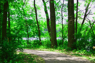 Obraz premium path in the forest