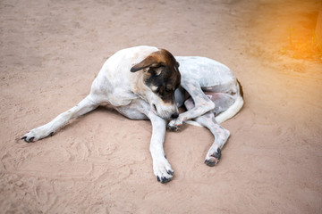 Homeless Thai dogs sleep on dirty ground.
