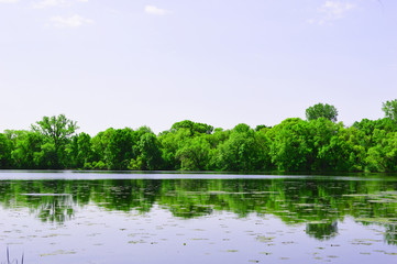 lake in forest