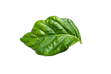 Great morinda green leaf isolated on white background , Indian mulberry, noni, beach mulberry, cheese fruit