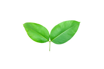 Burmese Rosewood or Pterocarpus indicus Willd Burma Padauk and green leaf isolated on white background
