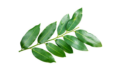 Melodorum fruticosum green leaf isolated on white background