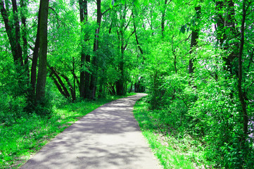 Fototapeta premium path in forest