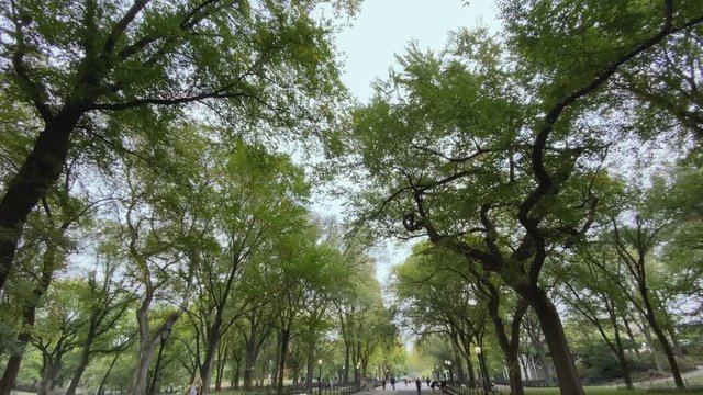 A personal perspective looking up at the trees lining The Mall in Manhattan's Central Park on an overcast Autumn day.  	