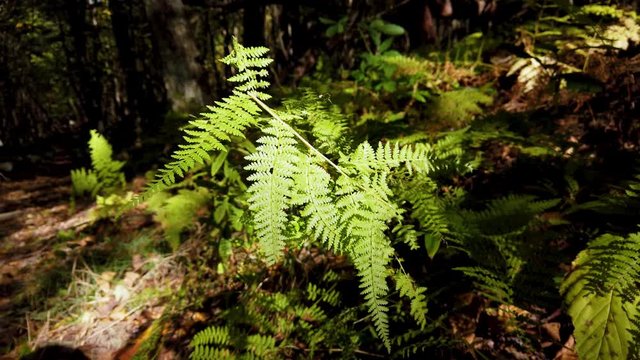 A slow motion static footage of ferns and other bushes in the Shenandoah National Park,Virginia,U.S.A. under the background of dense trees.