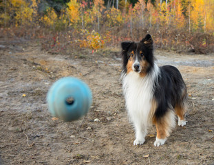 Shetland Sheepdog Ball Fall Autumn