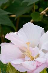 白い花のアップ