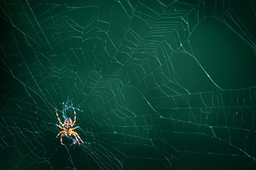a small yellow spider sits on a web on a blurred green background