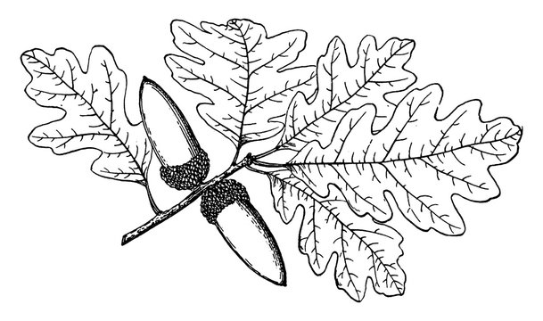 Branch of Valley Oak vintage illustration.