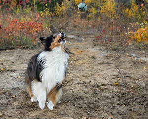 Shetland Sheepdog Autumn Fall Ball Air