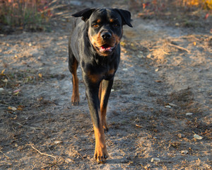 Rottweiler Fall Walk Autumn Close