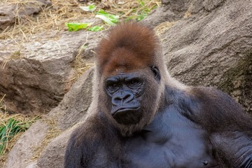 Fototapeta premium Thoughts of a gorilla 