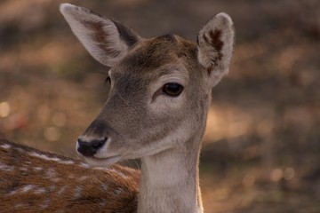 Fototapeta premium fallow deer