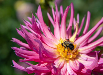 Bee on dahlia