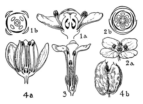 Orders of Aquifoliaceae, Celastraceae, Stackhousiaceae, and Staphyleaceae vintage illustration.