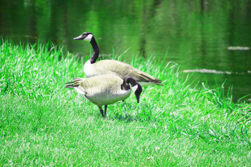 goose on grass