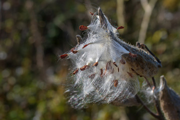 Dew drops on milkweed seeds